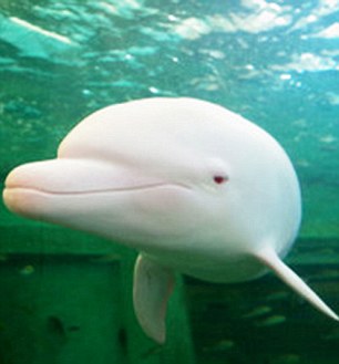 Pic shows: The rare albino dolphin that has no colouration apart from a tendency to turn pink when feeling flushed. A rare albino dolphin which can go from white to pink when it's feeling flushed is pulling in the crowds at a water park in Japan. Although bottlenose dolphins are usually grey, this extremely rare albino dolphin that was captured in January last year is an albino and has no colouration  apart from a tendency to turn pink when feeling flushed. It means education pictures show the animal white, and occasionally pink when swimming along regular coloured grey dolphins. Albino mammals are born without melanin, which gives the colour to both eyes and skin, and albino dolphins are extremely rare. In fact this specimen is believed to be only the second one ever put on display in an aquarium after it was purchased from fishermen. And they may well have been doing the animal a favour, as albinos are easy prey out at sea as they lack the colouration to blend in like their grey coloured relatives. Experts said that it was remarkable that the animal had actually lived so long before ending up at the Taiji Whale Museum. In addition, the colouration guaranteed it was worth far more to sell to an aquarium than to eat after it was caught off the coast of Japan during a controversial annual dolphin hunt in Taiji made notorious by the 2009 Oscar-winning documentary "The Cove," which shows fishermen herding dolphins into a cove either to be captured for aquarium display or killed for meat. Japan's Wakayama Prefecture, which includes Taiji, reported that 1,218 dolphins and small whales were captured there in 2011, though it didn't specify how many of those captured were killed. But the rare albino was one that did survive and indeed has become the subject of a detailed study by the Tokyo University of Marine Science and Technology and the Institute of Cetacean Research that published a paper about the albino dolphin in Mammal Study in March 2015. (ends)  